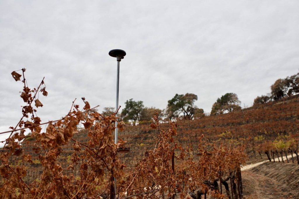 A-Mark-among-the-autumnal-vines-1024x683.jpeg