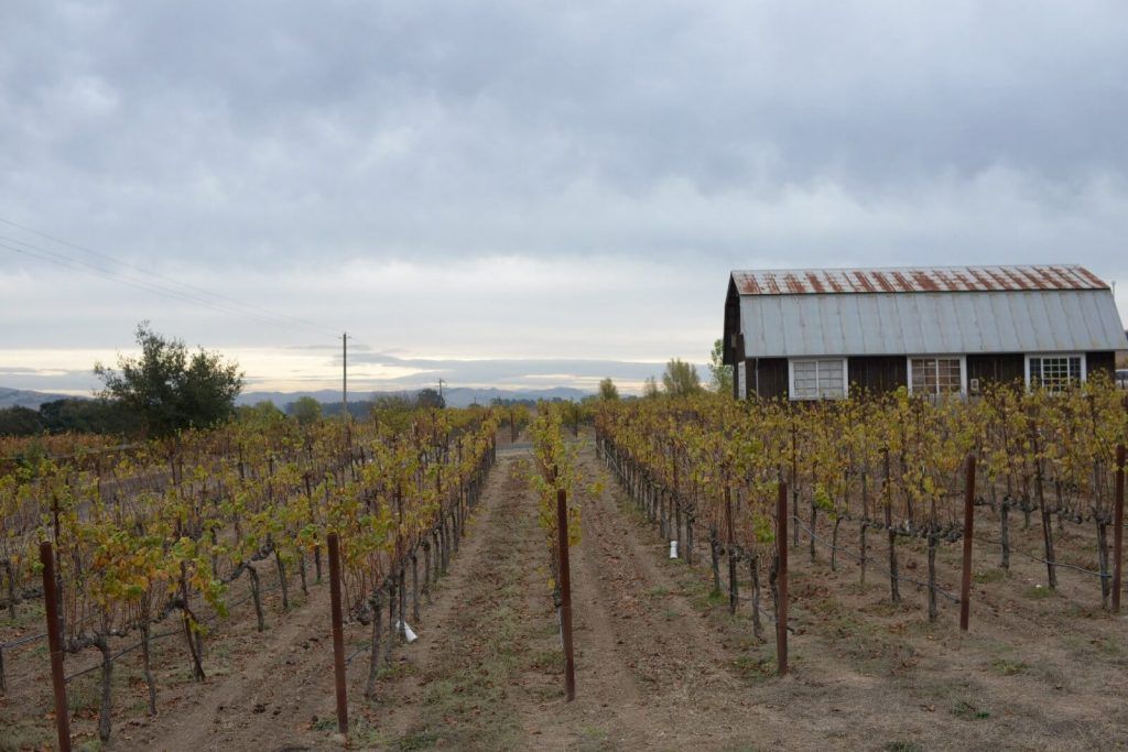 Gray-day-at-the-vineyard.-1024x683.jpeg