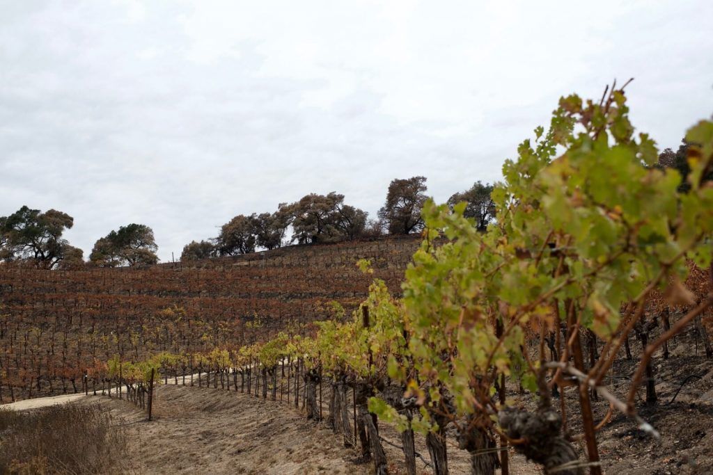 Post-harvest-in-the-fields.-1024x683.jpeg