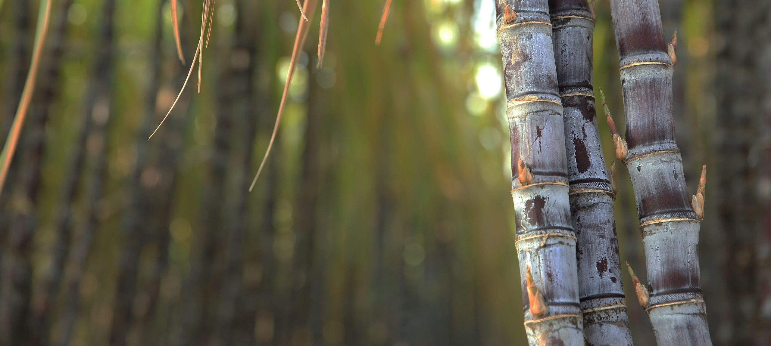 What are the major problems at pak sweets and the reasons for them? picture