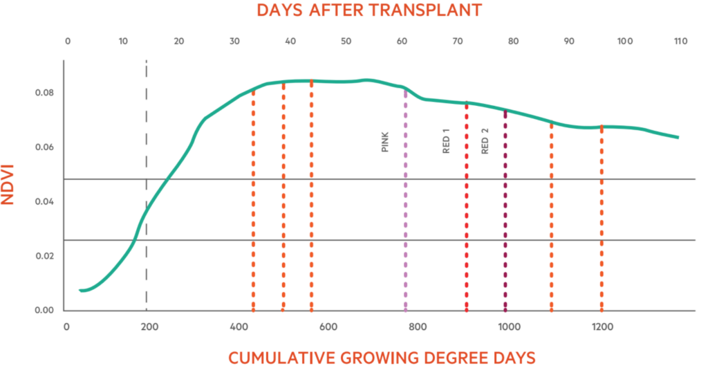 NDVI through the growing season of processing tomatoes. When the fruits start maturing in mid-July, the NDVI declines gradually until the fruits fully ripen.